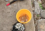 纯牛奶钓鱼技巧有哪些？如何提高钓鱼成功率？