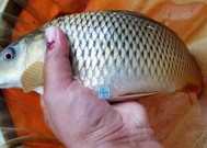 河流钓鱼技巧鲤鱼有哪些？如何提高钓鲤鱼的成功率？