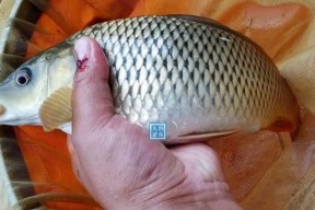 河流钓鱼技巧鲤鱼有哪些？如何提高钓鲤鱼的成功率？