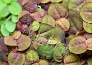 浮萍水草钓鱼技巧有哪些？如何有效利用水草提高钓鱼成功率？