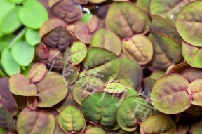 浮萍水草钓鱼技巧有哪些？如何有效利用水草提高钓鱼成功率？
