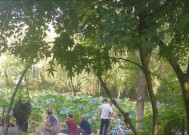 荷花池钓鱼技巧教程？如何提高钓获率？