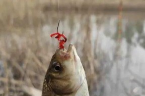 仿真红虫诱饵钓鱼技巧（让你的钓鱼更加有趣和有效的技巧）