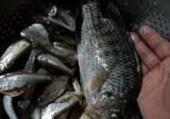 岗南水库夜钓技巧有哪些？如何提高夜钓成功率？