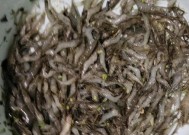 河虾钓鱼的正确方法和技巧是什么？如何提高钓鱼效率？
