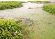 浮萍塘钓大鲫鱼技巧是什么？如何提高钓获率？