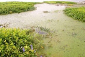 浮萍塘钓大鲫鱼技巧是什么？如何提高钓获率？