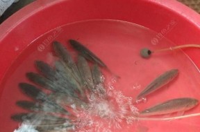 夏天野河钓鲫鱼蚯蚓技巧（钓鲫鱼的好帮手——蚯蚓）