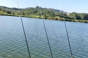 浮萍钓大鱼方法和技巧是什么？如何提高浮萍钓鱼的成功率？