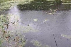 秋雨天钓鱼技巧（雨水中的丰收与挑战）