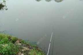 不打窝钓鱼技巧教程？如何提高钓鱼成功率？