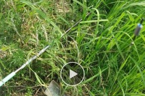 河虾挂钩钓鱼技巧有哪些？如何提高河虾钓鱼的成功率？