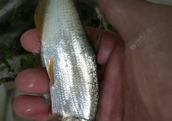 野钓翘嘴钓鱼的技巧与方法（掌握钓鱼技巧）