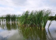 河南油田鱼塘钓鱼技巧有哪些？如何提高钓鱼成功率？