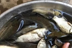 初春野钓鲫鱼技巧是什么？如何提高钓鲫鱼的成功率？