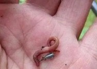 搭配鱼饵的技巧是什么样的？如何根据鱼种选择合适的鱼饵？
