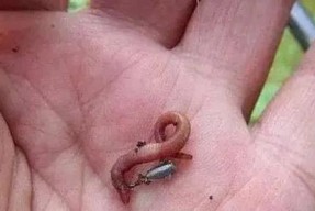 搭配鱼饵的技巧是什么样的？如何根据鱼种选择合适的鱼饵？