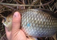 野钓鲫鱼补窝技巧有哪些？如何正确补窝提高钓获量？