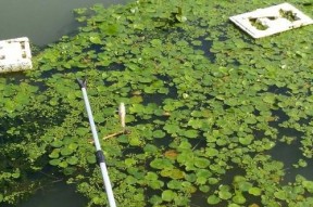 夏天野河水草多钓鱼打窝技巧（掌握窍门）