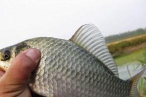 筏钓鳡鱼的垂钓技巧有哪些？如何提高成功率？