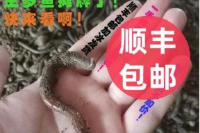 河里挖蚯蚓钓鱼技巧有哪些？如何提高钓鱼成功率？