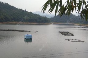春季在肥水塘钓鱼应该用什么饵料？如何根据季节变化调整用饵策略？