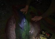 飞龙湖夜钓鲫鱼技巧和方法有哪些？如何提高夜钓鲫鱼的成功率？