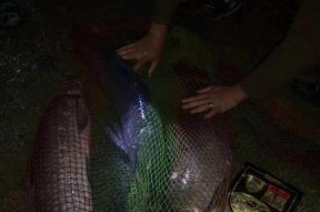 飞龙湖夜钓鲫鱼技巧和方法有哪些？如何提高夜钓鲫鱼的成功率？