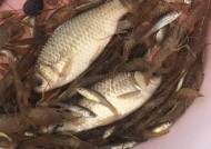 仿真虾钓鱼技巧有哪些？如何提高钓获率？
