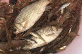 仿真虾钓鱼技巧有哪些？如何提高钓获率？