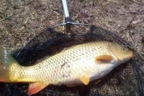 浮水石钓鲤鱼技巧有哪些？如何提高钓鲤鱼的成功率？