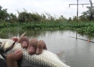 俄罗斯河中钓鱼技巧有哪些？如何提高钓鱼成功率？