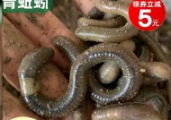 海南大蚯蚓钓鱼技巧与方法（探索钓鱼乐趣）