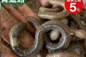 海南大蚯蚓钓鱼技巧与方法（探索钓鱼乐趣）