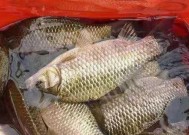 浮钓草鱼的三大技巧是什么？如何在走水情况下成功钓到草鱼？