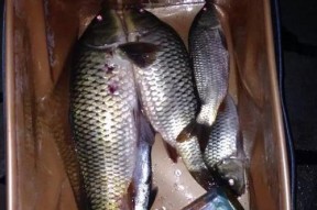 池塘钓鱼时如何区分鲤鱼和鲫鱼？有效提高钓鲤鱼鲫鱼的技巧是什么？