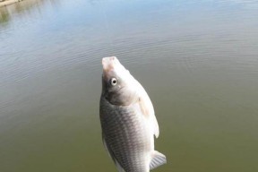 掌握钓鱼技巧饵料方法，钓到丰收满载（细致入微的技巧让你成为钓鱼高手）
