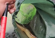 大刀鳅钓鱼技巧（掌握大刀鳅钓鱼的秘诀，轻松垂钓大收获）
