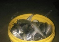 夜钓黄颡鲶鱼窝技巧（打窝技巧和技巧一网打尽）