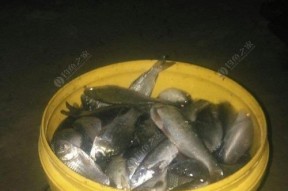 夜钓黄颡鲶鱼窝技巧（打窝技巧和技巧一网打尽）