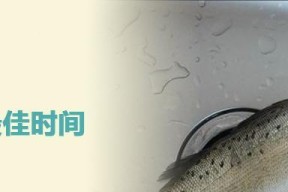 垂钓鲈鱼有哪些技巧？如何提高钓鲈成功率？