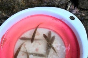 菜地小河沟钓鱼技巧有哪些？如何提高钓鱼成功率？