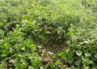 草堆下钓鱼技巧教学？如何提高钓获率？