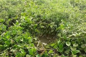 草堆下钓鱼技巧教学？如何提高钓获率？