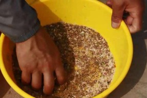 河流红虫野钓技巧有哪些？如何提高钓获率？