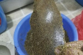 菜籽饼钓鱼技巧有哪些？如何提高使用菜籽饼的钓鱼效率？