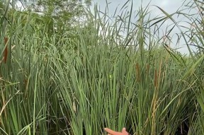 草丛钓鱼技巧教程？如何在草丛中提高钓鱼成功率？