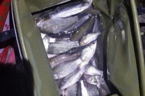 中秋江湖夜钓技巧大揭秘（乐享清风月）
