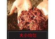 蚯蚓垂钓技巧与禁忌（发掘钓鱼的秘密）