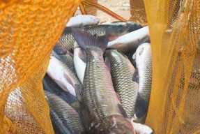 黑坑垂钓虹鳟技巧有哪些？如何提高垂钓成功率？